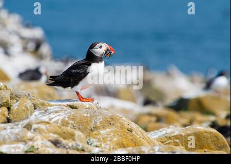 Auf Inner Farne eine der Farne Inseln vor der Northumberland-Küste Atlantische Puffins Fratercula arctica - Einzelpuffin mit Sandaalen im Schnabel Stockfoto