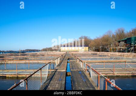 Käfige für die Fischhaltung im natürlichen Fluss. Stockfoto