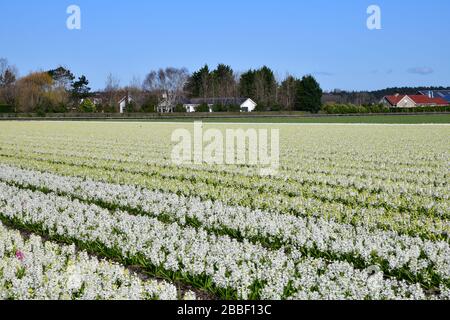 Panoramablick auf die Reihe nach weißen Hyazinth-Reihen in einem Feld in der Nähe der niederländischen Stadt Lisse Stockfoto