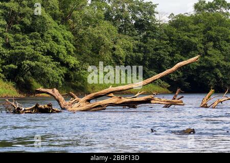 Toter Baum in der Mitte des Rio Sarapiqui Gewässer. Tropisches und wildes Flusslebensraumkonzept. Puerto Viejo de Sarapiqui, Costa Rica. Stockfoto