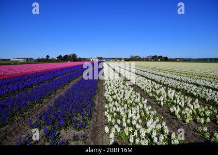 Panoramablick auf lange Reihen von links blau und rot und rechts weißen Hyazinths in einem Feld nahe der niederländischen Stadt Lisse gegen ein klares b Stockfoto