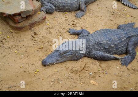 Krokodile oder echte Krokodile sind große semiaquatische Reptilien, die in den Tropen in Afrika, Asien, Amerika und Australien leben. Stockfoto