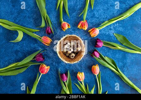 Wachteleier und Tulpen im Kreis angeordnet. Dunkelblauer Hintergrund. Weihnachtsdekorationen, Hintergrund des Osterkonzepts. Stockfoto