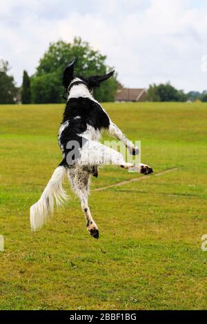 Lustiger nasser schwarz-weißer englischer Springer-Spaniel-Hund springt in die Luft, um einen Ball zu fangen. England, Großbritannien, Großbritannien Stockfoto