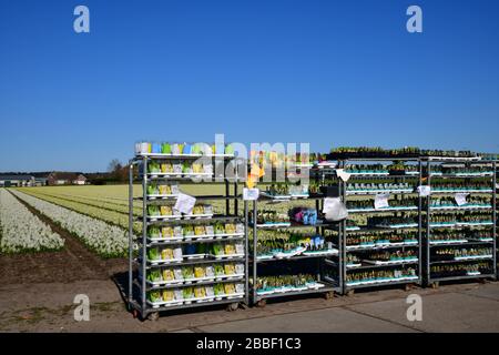 Nahaufnahme der mit Glühbirnen gefüllten Wagen (Narzissen, Hyazinthe, Tulpen), die den Besuchern des f zum Verkauf stehen Stockfoto