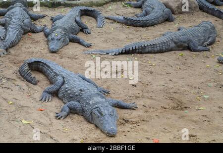 Krokodile oder echte Krokodile sind große semiaquatische Reptilien, die in den Tropen in Afrika, Asien, Amerika und Australien leben. Stockfoto