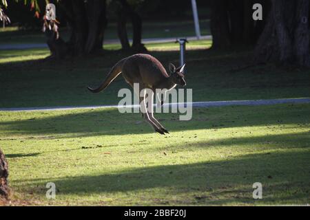 Wilde Kängurus im Flug in Dänemark, Western Australia Stockfoto