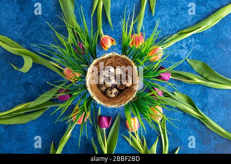 Wachteleier und Tulpen im Kreis angeordnet. Dunkelblauer Hintergrund. Weihnachtsdekorationen, Hintergrund des Osterkonzepts. Stockfoto