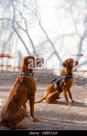 Ungarischer Zeigehund oder Vizsla im Freien in einem Park. Stockfoto