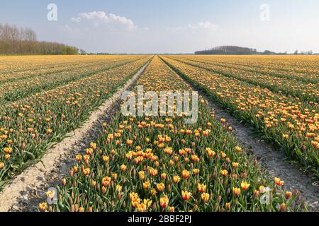 Ein Tulpenfeld mit gelb-roten Tulpen in Holland beginnt im frühen Frühjahr zu blühen. Stockfoto