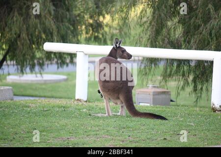 Wilde Kängurus in Dänemark, Western Australia Stockfoto