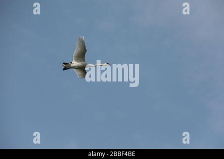 Swan durch Stromleitungen fliegen Stockfoto
