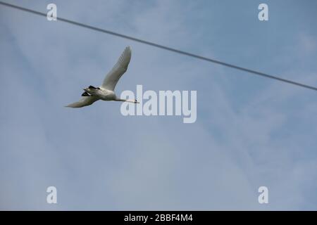 Swan durch Stromleitungen fliegen Stockfoto