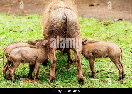 Mutter Warthog mit Ferkeln Suckelling im Milwane Wildlife Sanctuary, Eswatini (Swasiland) Stockfoto