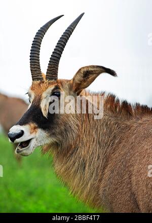 Roan Antelope Portrait in Milwane Wildlife Sanctuary, Eswatini (Swasiland) Stockfoto