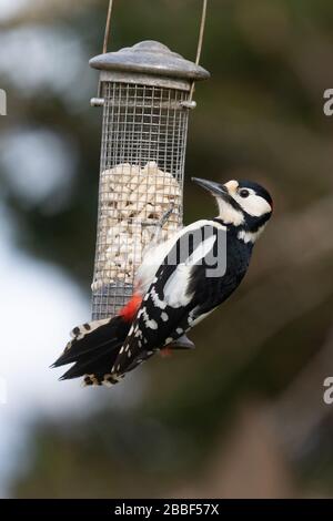 Killearn, Stirlingshire, Schottland, Großbritannien. März 2020. Während der Coronavirus Sperrzeit hat es einen Anstieg der Anzahl der Menschen gegeben, die von ihren Fenstern und Gärten aus Vogelbeobachtungen beobachtet wurden, ermutigt durch Initiativen wie die "Frühstücks-Birdwatch" des RSPB. Das Bild in einem Stirlingshire Garten ist heute ein großartiger Specht, der sich auf Suet Credit ernährt: Kay Roxby/Alamy Live News Stockfoto