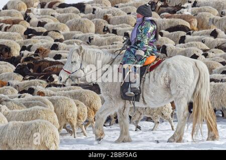 RENCHINLKHUMBE, MONGOLIA, 4. März 2020: Die saisonale Frühlingswanderung beginnt in den Bergen der Nord-Mongolia, da die Landschaften immer noch mit Witz bedeckt sind Stockfoto