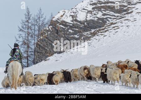 RENCHINLKHUMBE, MONGOLIA, 4. März 2020: Die saisonale Frühlingswanderung beginnt in den Bergen der Nord-Mongolia, da die Landschaften immer noch mit Witz bedeckt sind Stockfoto