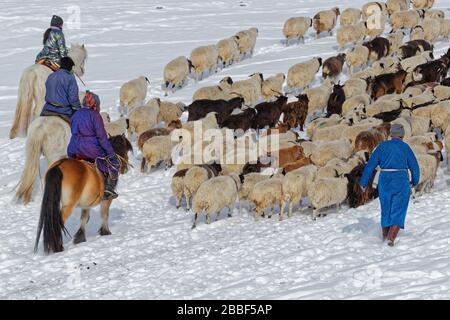 RENCHINLKHUMBE, MONGOLIA, 4. März 2020: Die saisonale Frühlingswanderung beginnt in den Bergen der Nord-Mongolia, da die Landschaften immer noch mit Witz bedeckt sind Stockfoto