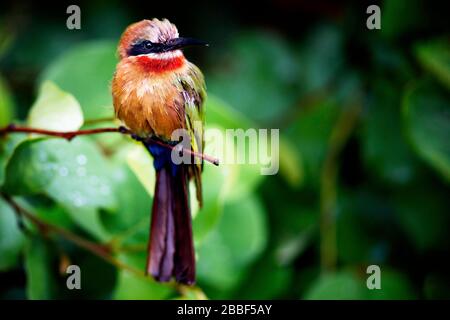 Biene-eater mit weißer Vorderseite im Regen im Milwane Wildlife Sanctuary, Eswatini (Swasiland) Stockfoto