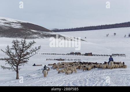 RENCHINLKHUMBE, MONGOLIA, 4. März 2020: Die saisonale Frühlingswanderung beginnt in den Bergen der Nord-Mongolia, da die Landschaften immer noch mit Witz bedeckt sind Stockfoto