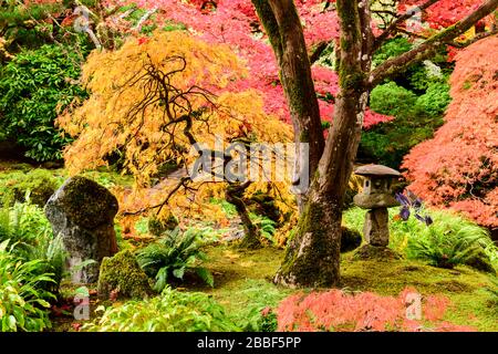 Ein orangefarbener japanischer Ahorn-Baum (Acer Palmatum) und eine japanische Laterne im japanischen Garten in den Butchart Gardens in Victoria, British Columbia. Stockfoto