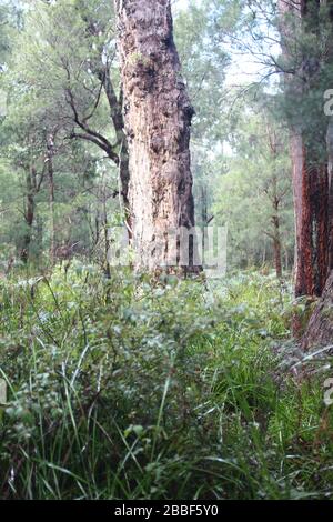 Riesige rote Kribbeln, alter Mann des Waldes in Western Australia Stockfoto