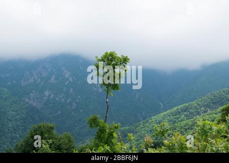 Ausgezeichnete Aussicht, perfekte Landschaft und ein einziger junger Baum. Es gibt einige Blumen auf dem Baum und das Wetter ist nebelig. Stockfoto