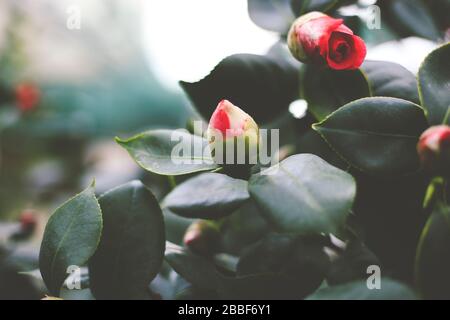 Schöner Naturhintergrund. Rosen-Blume-Bud. Blume beginnt zu blühen Stockfoto