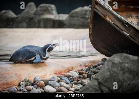 Penguin steht seinen Boden Stockfoto