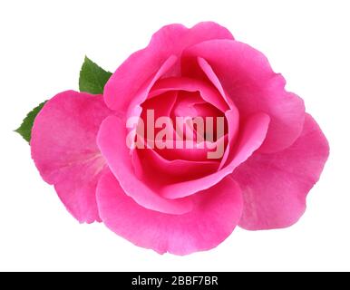 Rose (Rosaceae) isoliert auf weißem Hintergrund, einschließlich Beschneidungspfad. Deutschland Stockfoto