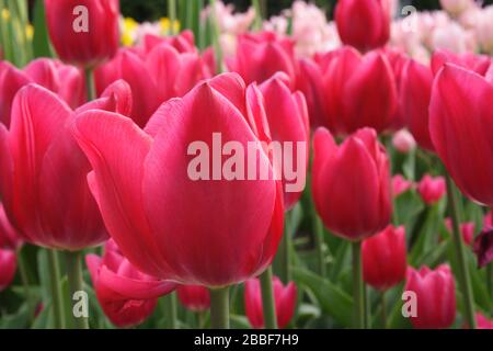 Tulpen (Familie Lilie, Liliaceae) Field, Frankfurt/M, Deutschland Stockfoto