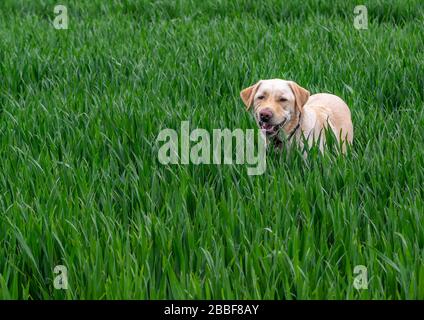 Ein reißender Hund, der in hohem Gras in einem Feldgrinsen steht. Stockfoto