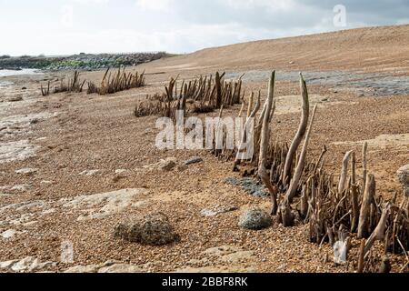 Holzpfosten enthüllten bei Ebbe niedrige Strand-Schindelstände, Bawdsey, Suffolk, England, Großbritannien möglicherweise alte Küstenschutzstellungen aus Tudor oder mittelalterlichen Zeiten Stockfoto