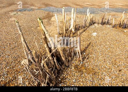 Holzpfosten enthüllten bei Ebbe niedrige Strand-Schindelstände, Bawdsey, Suffolk, England, Großbritannien möglicherweise alte Küstenschutzstellungen aus Tudor oder mittelalterlichen Zeiten Stockfoto