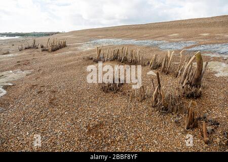 Holzpfosten enthüllten bei Ebbe niedrige Strand-Schindelstände, Bawdsey, Suffolk, England, Großbritannien möglicherweise alte Küstenschutzstellungen aus Tudor oder mittelalterlichen Zeiten Stockfoto