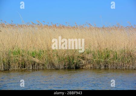 Nahaufnahme der langen Reihe von Schilfbeeten im Biesbosch-Nationalpark entlang von Wasser und klarem blauen Himmel; eines der letzten ausgedehnten Gebiete der Süßwassergezeitenalge Stockfoto