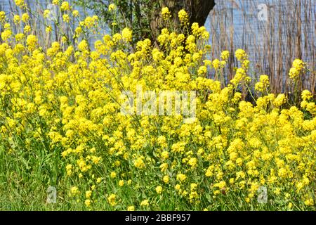 Nahaufnahme leuchtend gelbe Blumen neben Schilfbeeten im Biesbosch-Nationalpark; eines der letzten ausgedehnten Bereiche von Süßwasser-Tidalgebieten in Nort Stockfoto