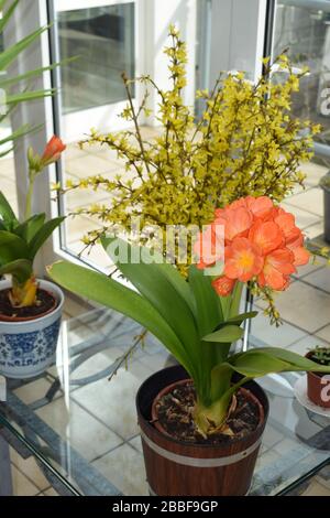 clivia blüht vor gelbem Gebüsch Stockfoto