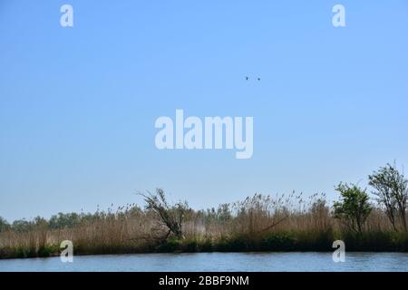 Panoramablick auf Schilfbeete im Biesbosch-Nationalpark mit zwei Vögeln in blauem Himmel; einer der größten Nationalparks der Niederlande und einer der Stockfoto