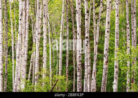 Birke Bäume Wald im Sommer Birch Tree trunks auf grünen Pinien Hintergrund Stockfoto