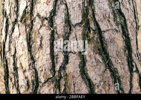 Detaillierter Foto-Hintergrund einer Baumrinde Stockfoto
