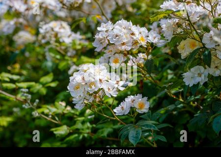 Der ziemlich cremige, weiße Multiflora Rector, der im Halb-Doppel rampelt, stand in der Nähe und wurde im Sommer am Straßenrand in West Sussex, Südengland, Großbritannien, blüht Stockfoto