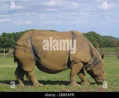 Javan Rhinoceros (Rhinoceros sondaicus) weidet auf dem Gräberfeld Stockfoto