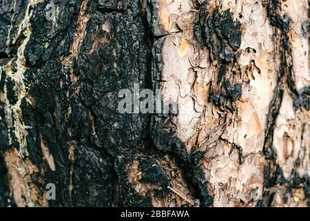 Verbrannte Baumrinde. Holzstruktur. Schwarze Oberfläche Stockfoto