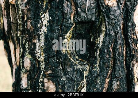 Verbrannte Baumrinde. Holzstruktur. Schwarze Oberfläche Stockfoto