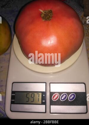 Wiegen von Tomaten. Rosa Tomate mit einem Gewicht von 597 Gramm. Das Foto zeigt eine Tomate und weiße Schuppen. Vegetarier essen Stockfoto