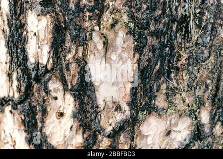 Verbrannte Baumrinde. Holzstruktur. Schwarze Oberfläche Stockfoto
