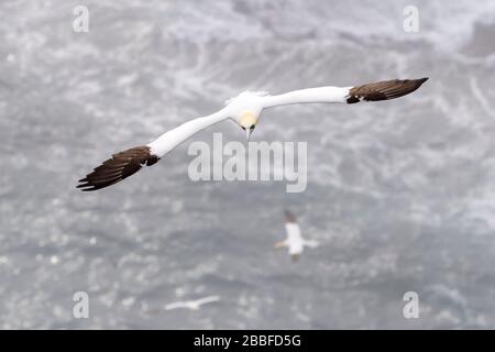 Northern Gannet (Morus bassanus), das über dem Ozean in Cape St. Mary's Ecological Reserve, Cape St. Mary's, Avalon Peninsula, Neufundland, Kanada fliegt. Stockfoto