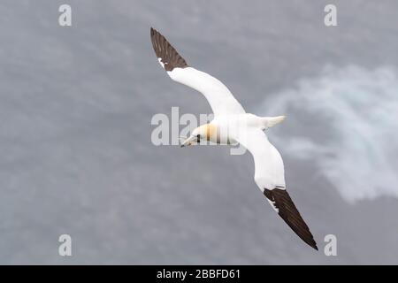 Basstölpel (Morus Bassanus) fliegen mit Nistmaterial am Cape St. Mary's Ecological Reserve, Cape St. Mary's, Avalon Halbinsel, Neufundland, Stockfoto